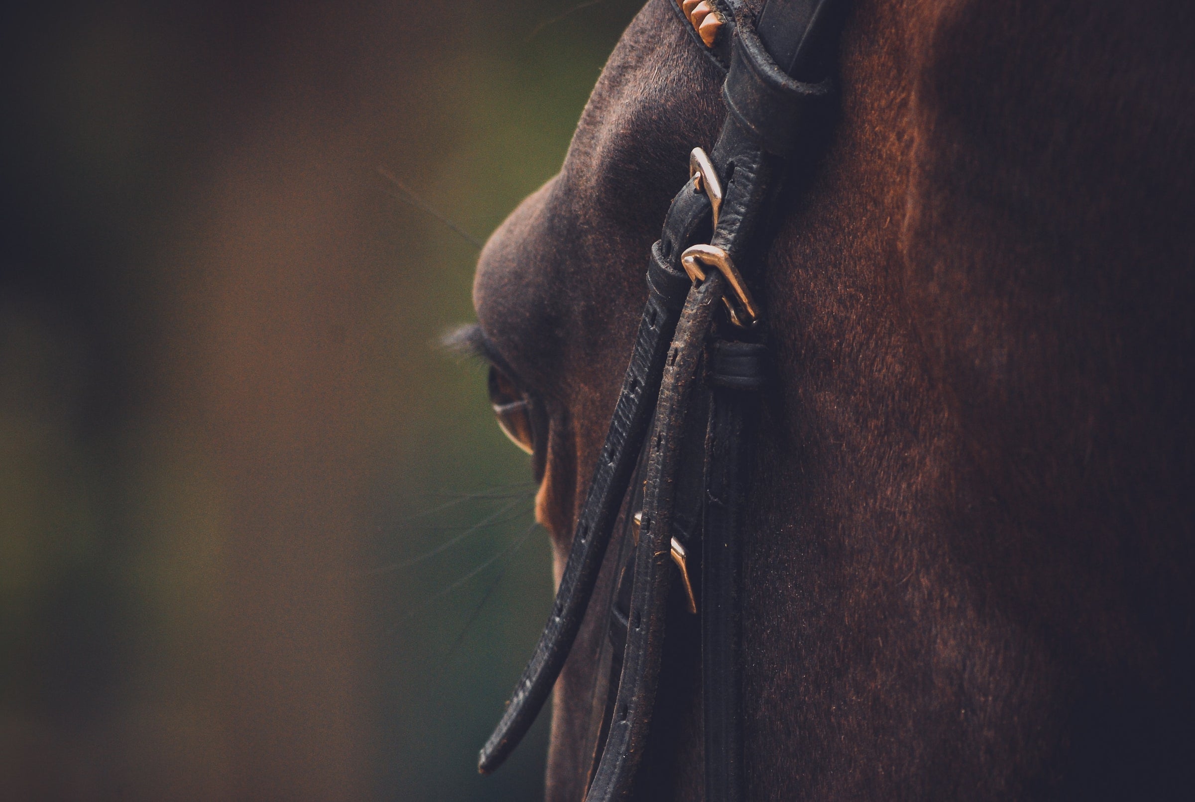 horse close-up