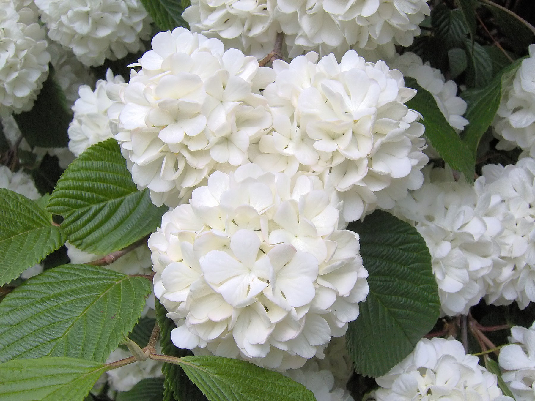 white hydrangea plant